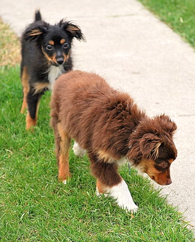 Tommy< Cricket & Biscuit:Toby< Daisy & Biscuit- AB